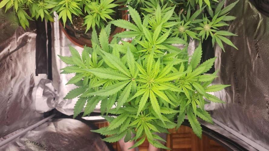 special growdiary. Week 7 - 24.jan Jack Herer Auto