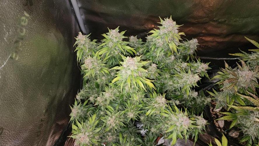 special growdiary. Week 11 - strawberry banana auto