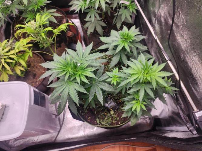 sensi skunk and special kush 1. Week 4 - 21.june 3x special kush nr1