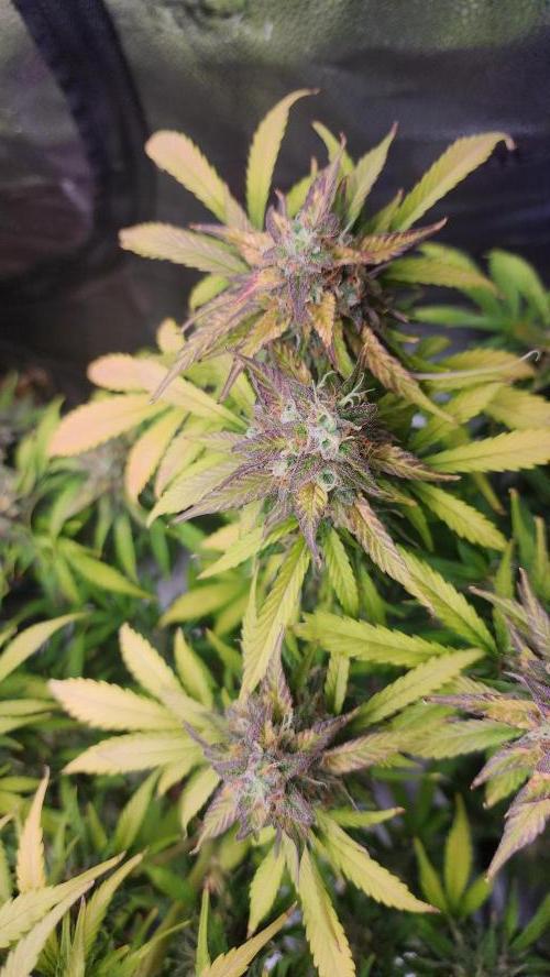 special growdiary. Week 11 - jack herer auto
