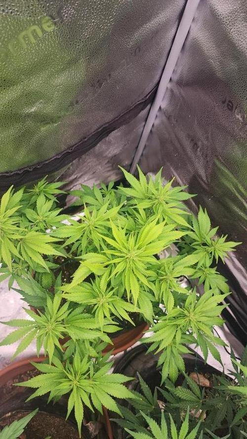 special growdiary. Week 7 - 24.jan  strawberry banana auto