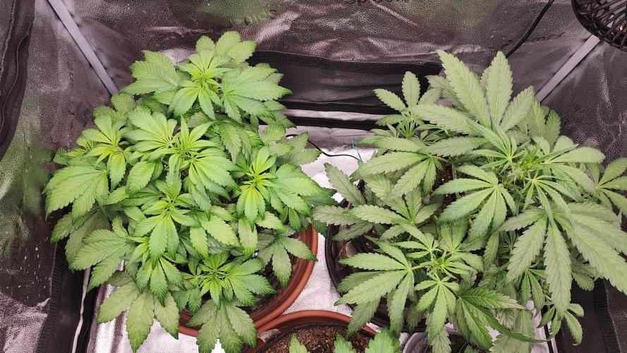 special growdiary. Week 5 - 8.jan.
