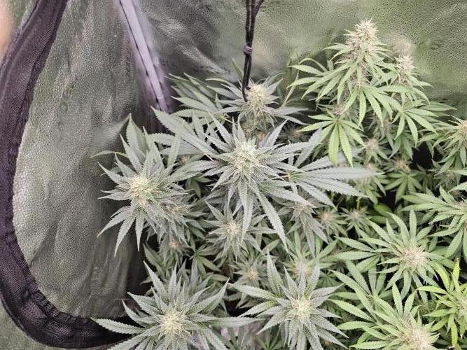 sensi skunk and special kush 1. Week 13 - 23.august special kush #1 RQS 