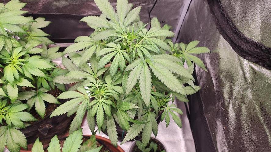 special growdiary. Week 5 - 8.jan.