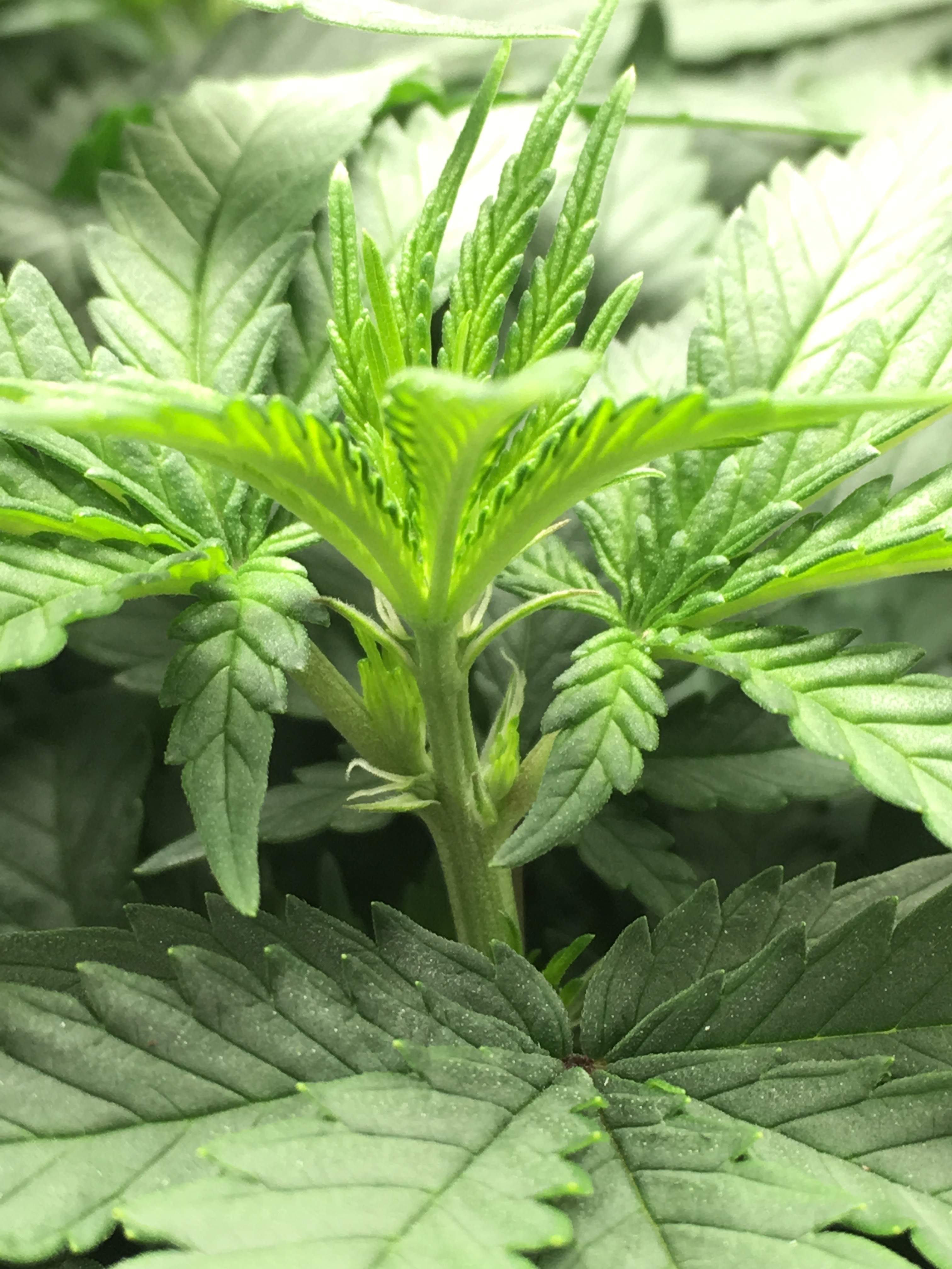 Northern Lights grow journal week9 by greentreeswizard GrowDiaries