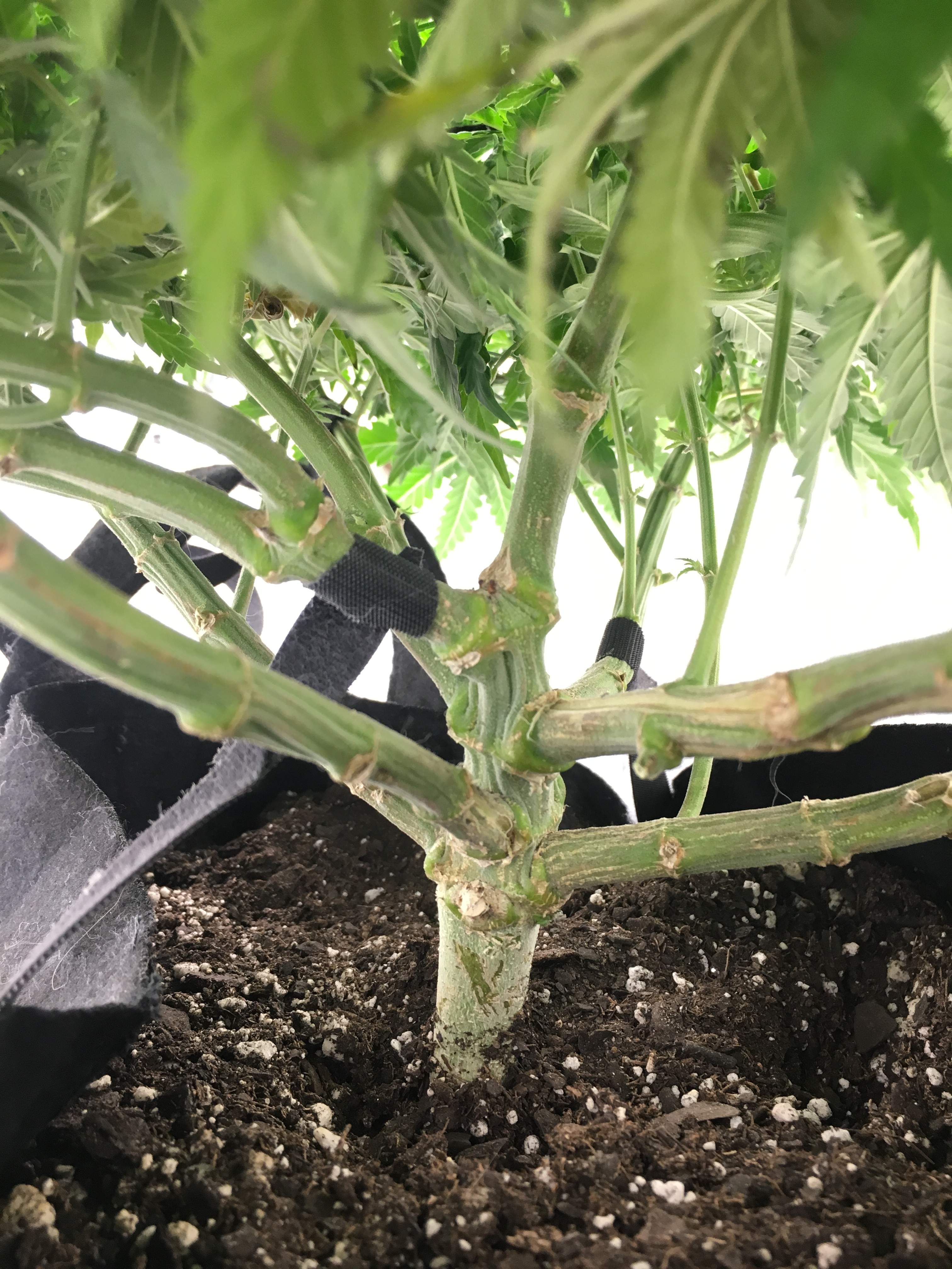 Northern Lights grow journal week9 by greentreeswizard GrowDiaries