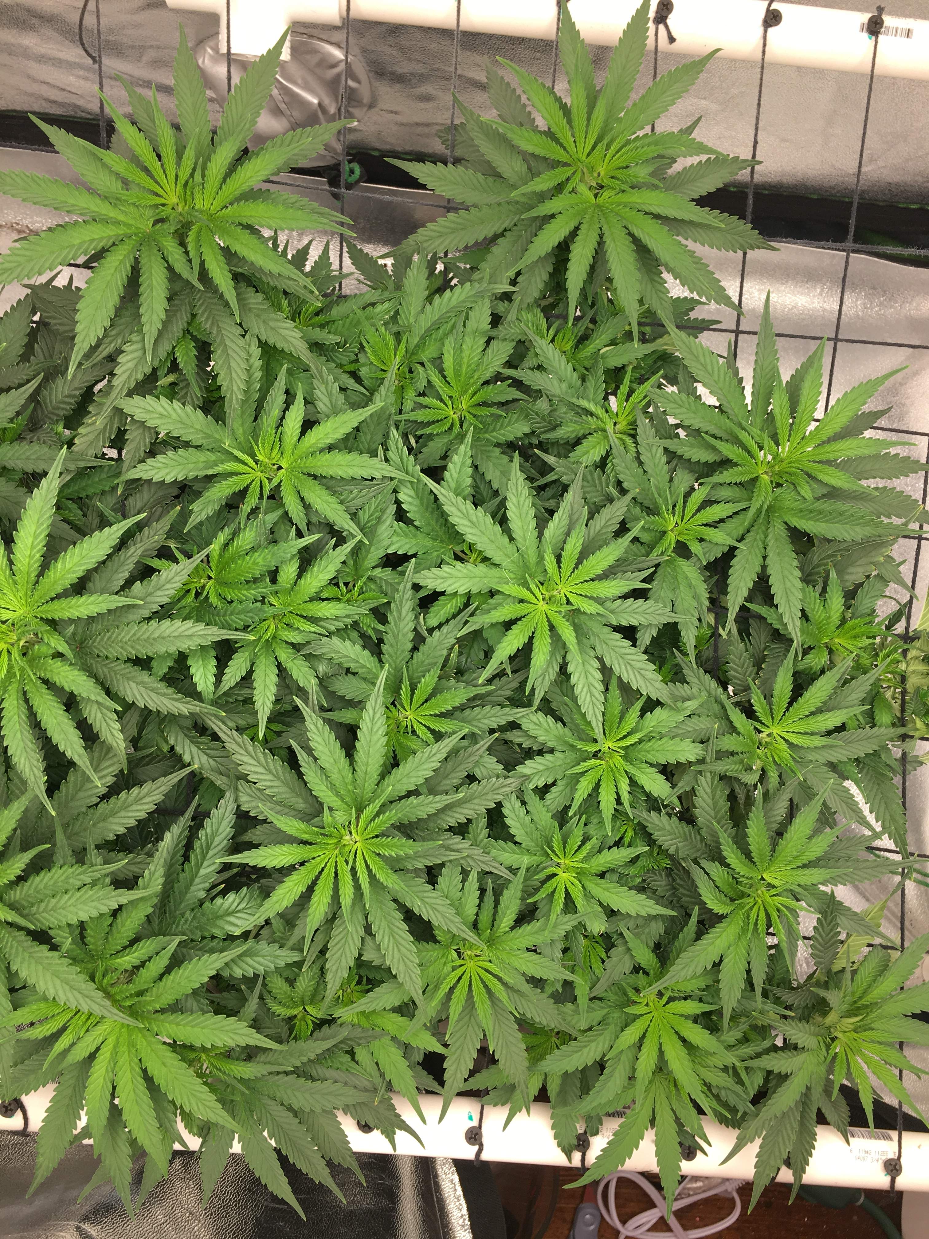 Northern Lights grow diary (journal) week9 by greentreeswizard