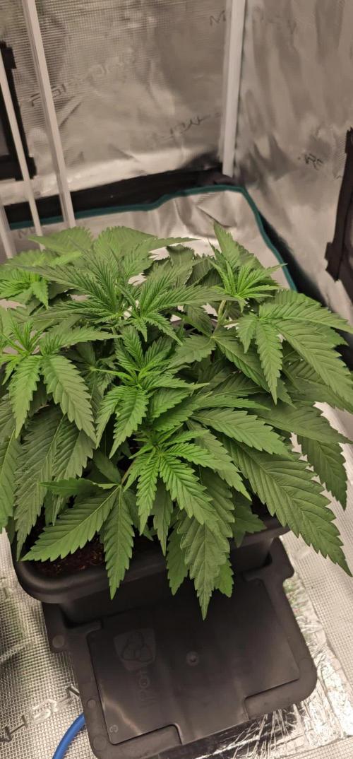 Dutch passion!Limited drop
