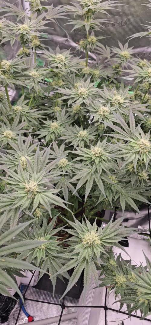 Dutch passion!Limited drop