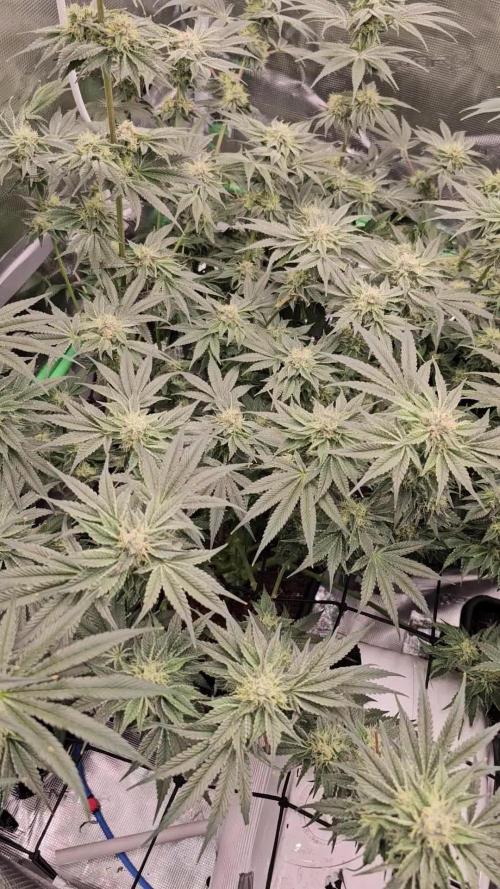Dutch passion!Limited drop