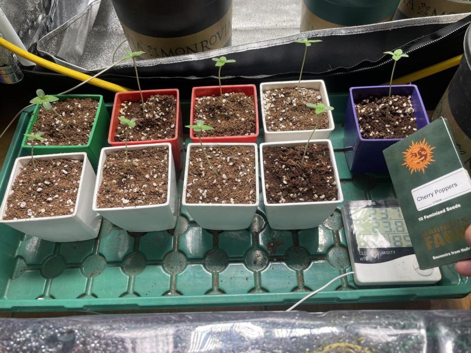 cherry popper. Week 1