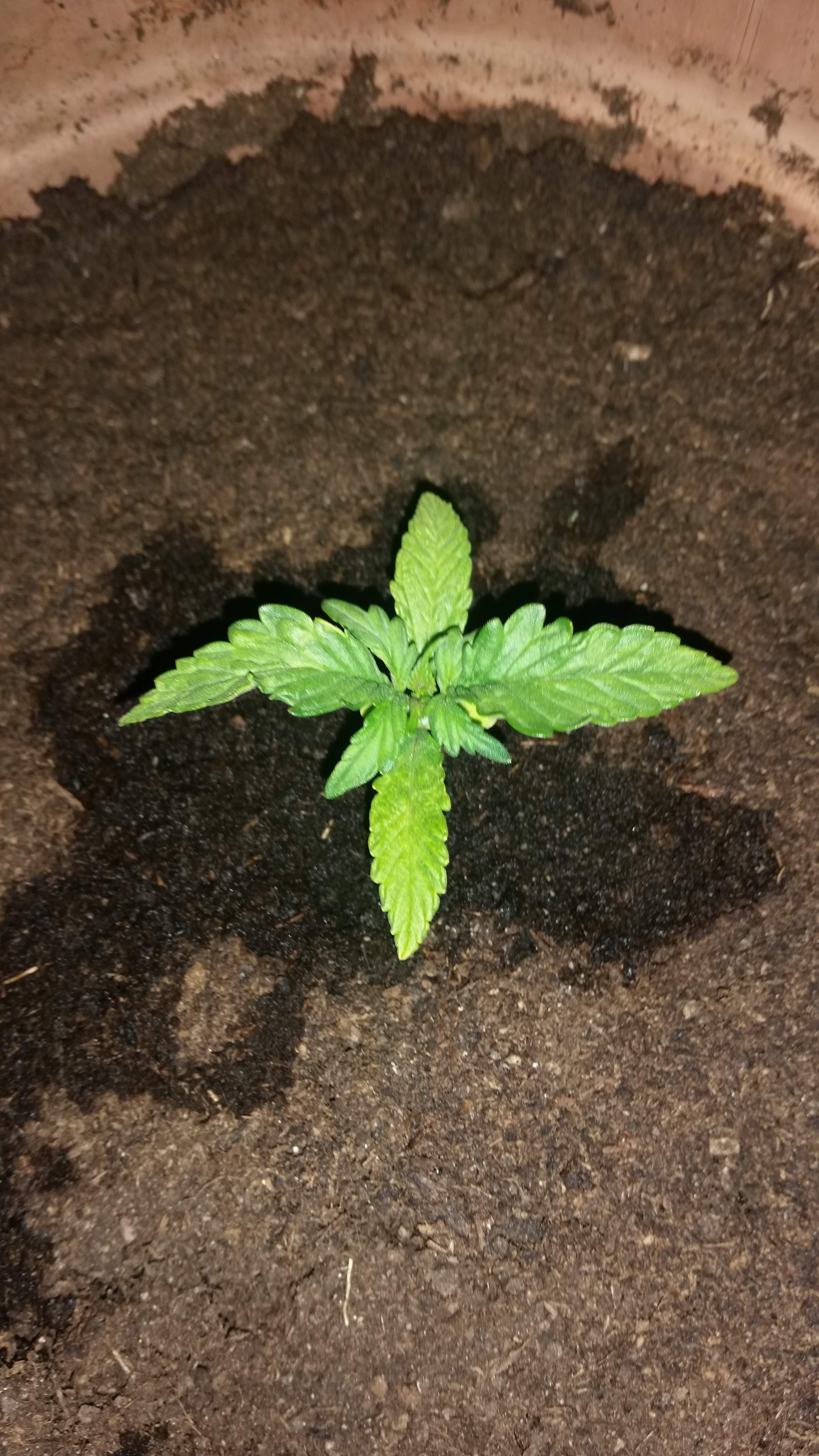 Dutch Passion Auto Durban Poison grow diary (journal) week2 by Removed