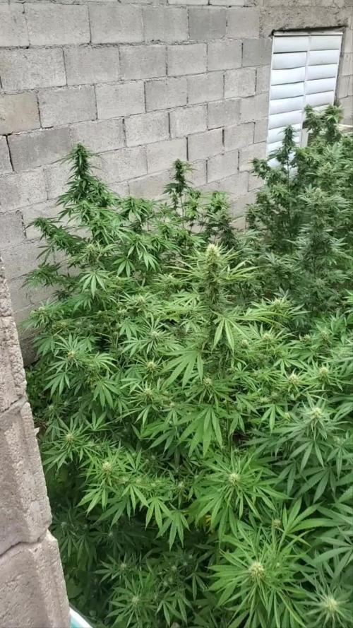 Gelat.Og caribbean pheno hunt