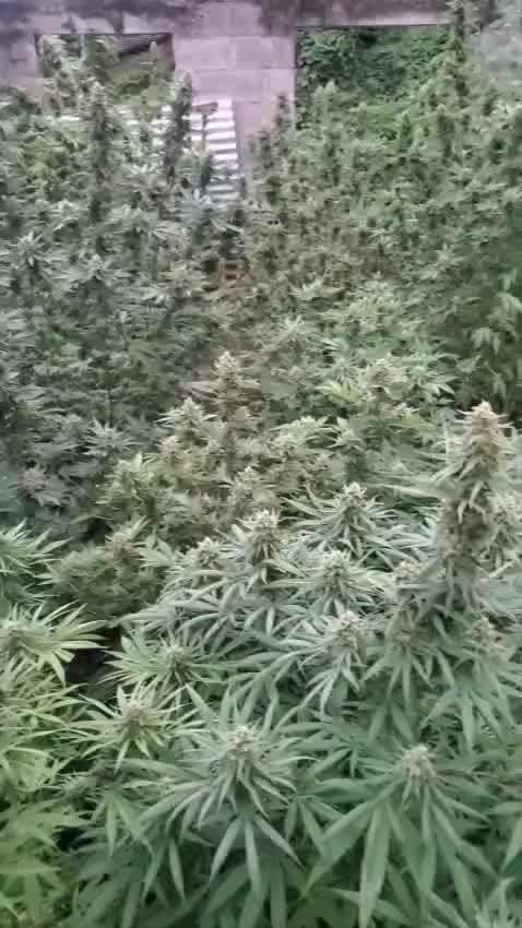 Gelat.Og caribbean pheno hunt