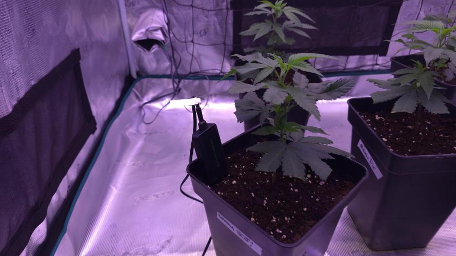 Tiger's Mint Jelousy x Banana Dessert