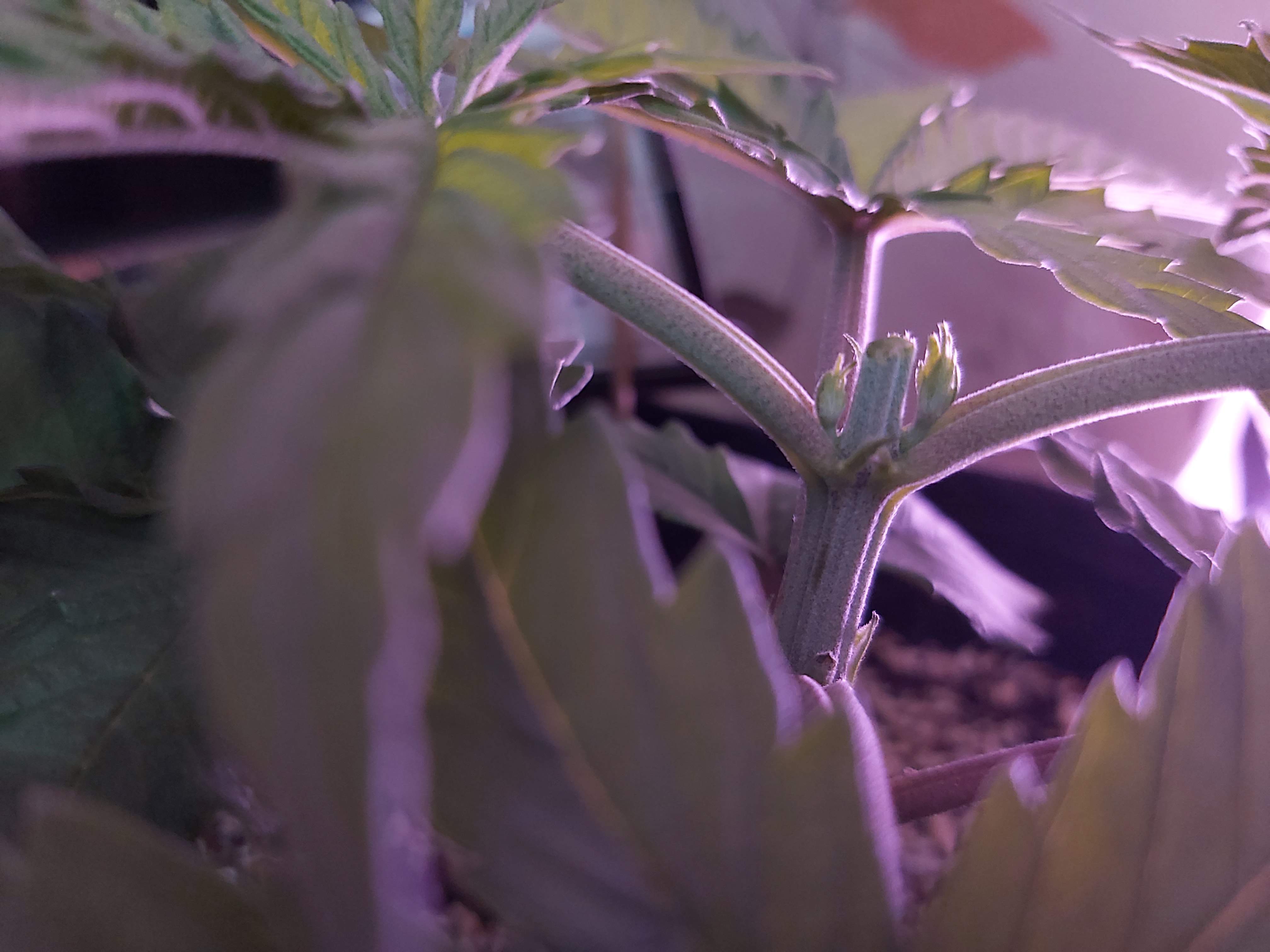 Gorilla Glue 4 SFV OG Feminised (Expert Seeds) grow diary (journal