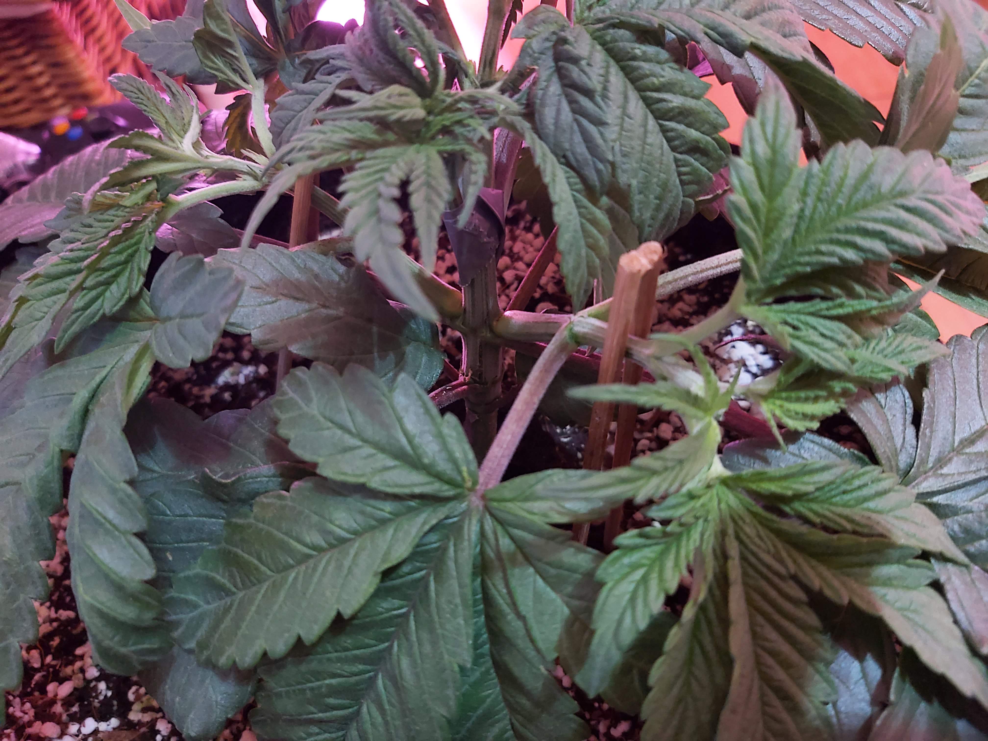 Gorilla Glue 4 SFV OG Feminised (Expert Seeds) grow diary (journal