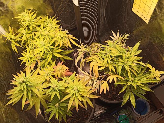 Shuga seed + Blimburn seed. Week 9 - Day 6