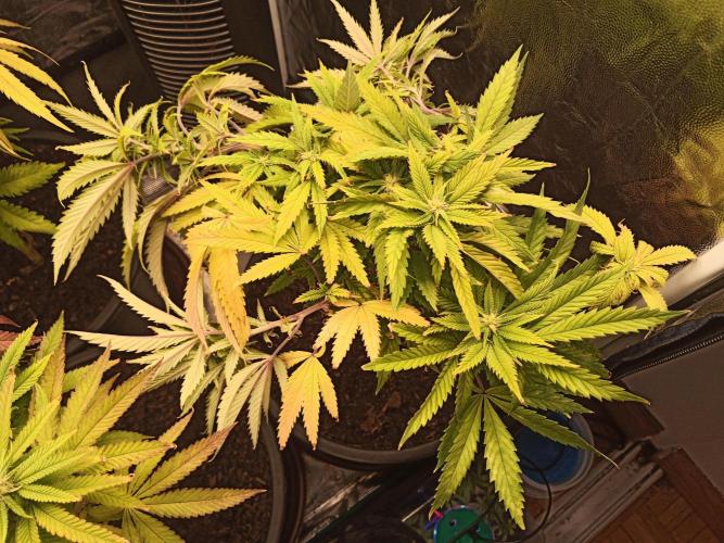 Shuga seed + Blimburn seed. Week 9 - Raver waifu day 6