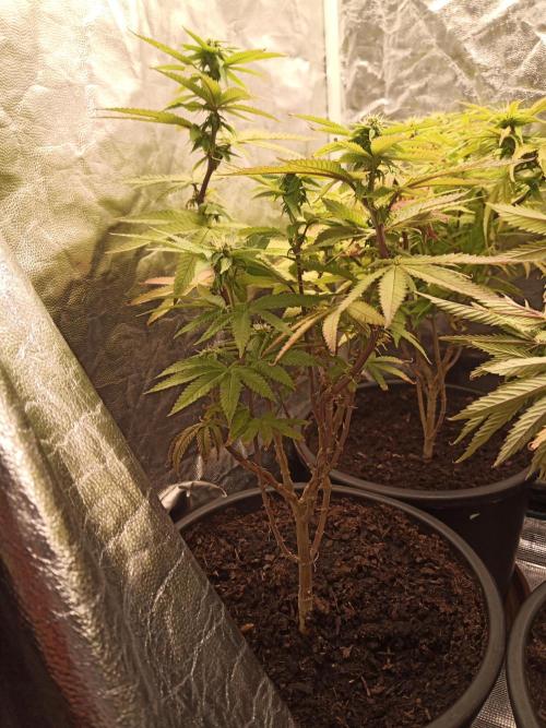 Shuga seed + Blimburn seed. Week 9 - Kyoto day 6