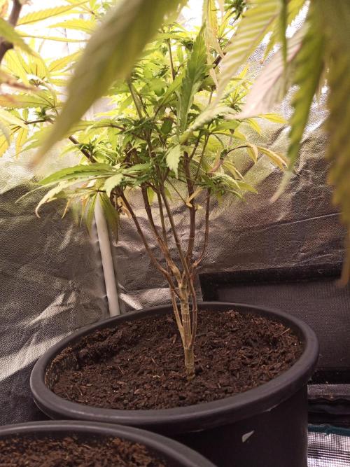 Shuga seed + Blimburn seed. Week 9 - Cap junky day 6