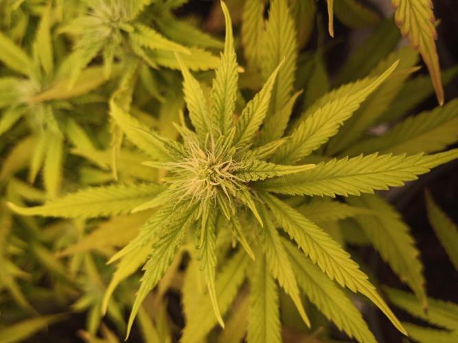 Shuga seed + Blimburn seed. Week 9 - Cap junky day 6