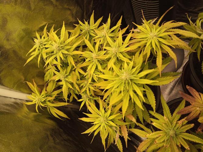 Shuga seed + Blimburn seed. Week 9 - Cap junky day 6