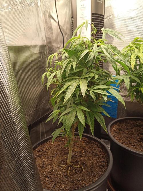 Annabelle's garden + Aristode seed co. Week 1 - Frosty slapz day 7