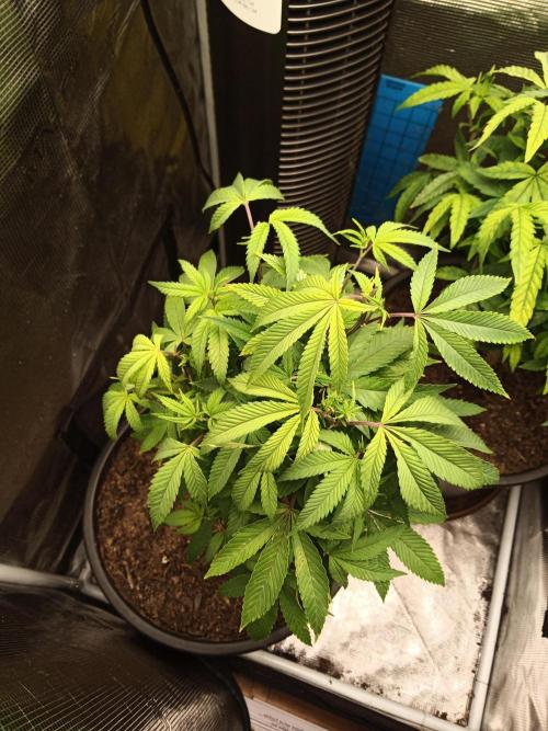 Annabelle's garden + Aristode seed co. Week 1 - Frosty slapz day 7