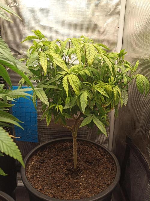 Annabelle's garden + Aristode seed co. Week 1 - Derecho bx1 day 7