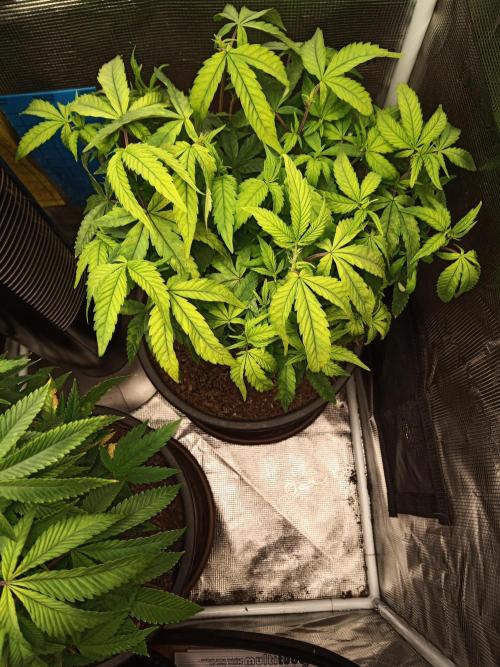 Annabelle's garden + Aristode seed co. Week 1 - Derecho bx1 day 7