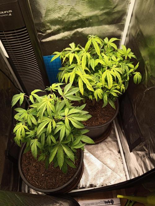 Annabelle's garden + Aristode seed co. Week 1 - Day 7