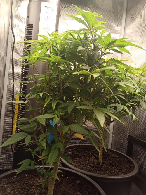 Annabelle's garden + Aristode seed co. Week 2 - Frosty slapz day 4