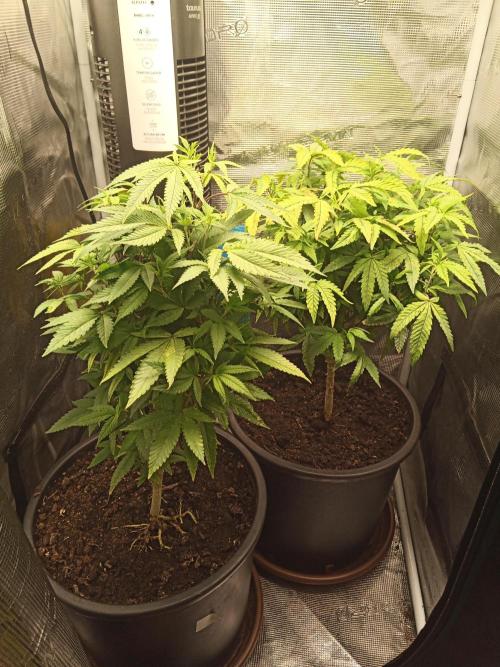 Annabelle's garden + Aristode seed co. Week 2 - Day 4