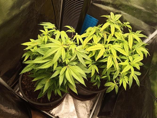 Annabelle's garden + Aristode seed co. Week 2 - Day 4