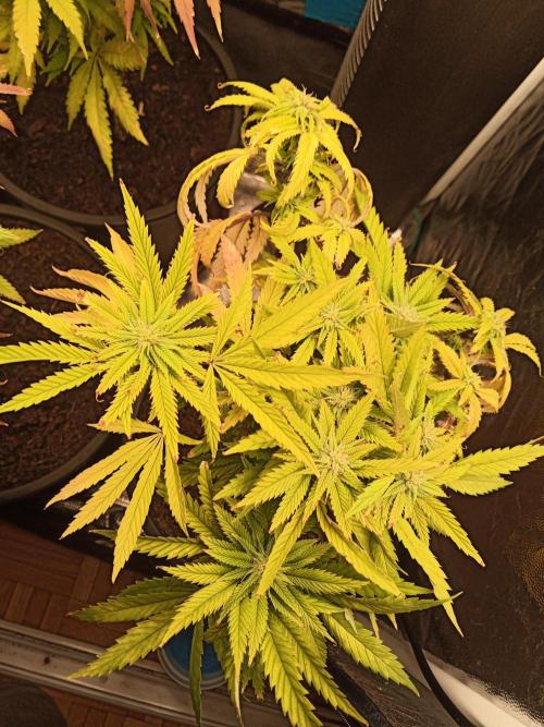 Shuga seed + Blimburn seed. Week 10 - Raver waifu day 4