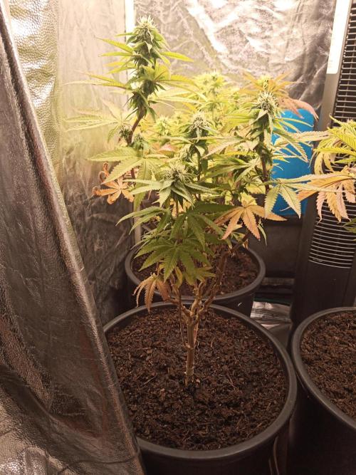 Shuga seed + Blimburn seed. Week 10 - Kyoto day 4