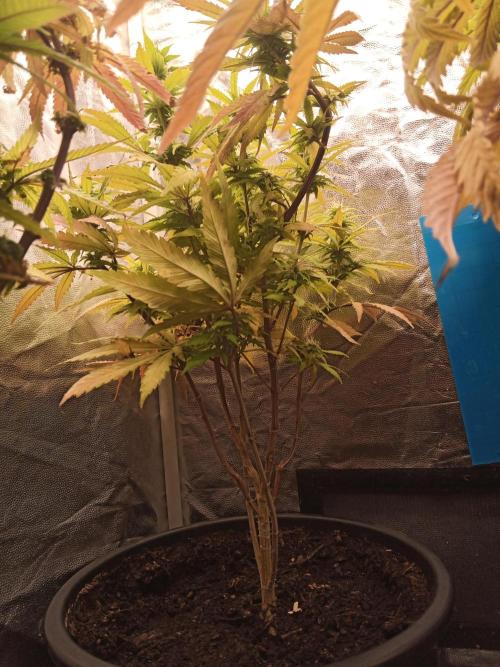 Shuga seed + Blimburn seed. Week 10 - Cap junky day 4