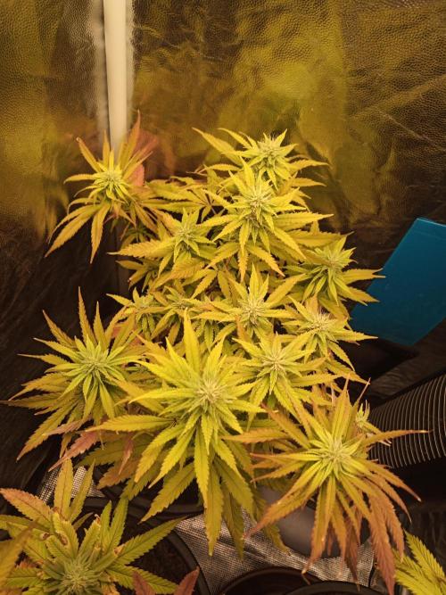 Shuga seed + Blimburn seed. Week 10 - Cap junky day 4