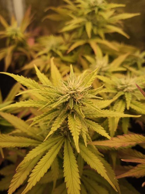 Shuga seed + Blimburn seed. Week 10 - Cap junky day 4