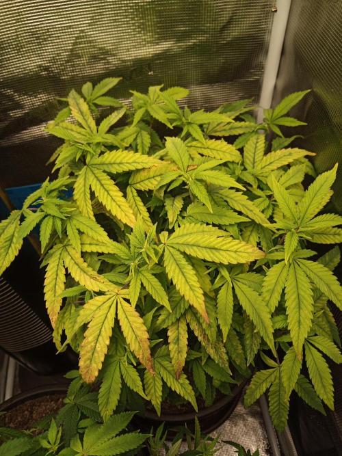 Annabelle's garden + Aristode seed co. Week 3 - Derecho day 2