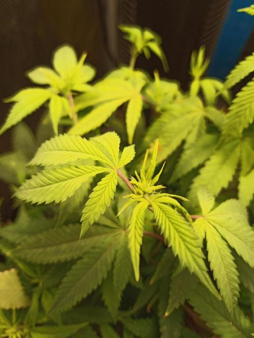 Annabelle's garden + Aristode seed co. Week 3 - Frosty slapz day 2