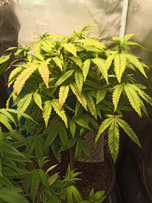 Annabelle's garden + Aristode seed co. Week 3 - Derecho day 2