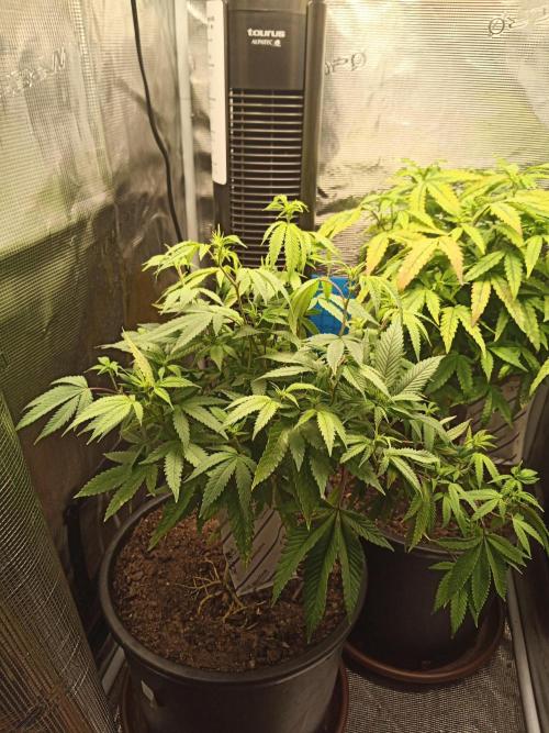 Annabelle's garden + Aristode seed co. Week 3 - Frosty slapz day 2