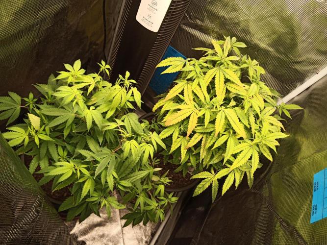 Annabelle's garden + Aristode seed co. Week 3 - Day 2