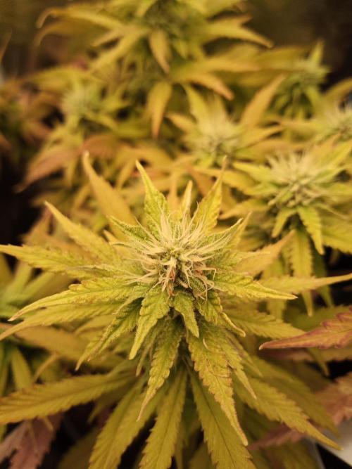 Shuga seed + Blimburn seed. Week 11 - Cap junky day 2