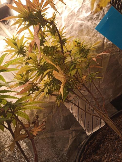 Shuga seed + Blimburn seed. Week 11 - Cap junky day 2