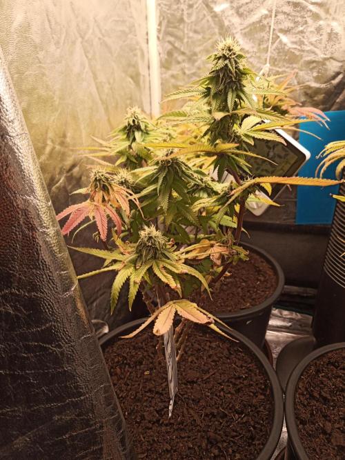 Shuga seed + Blimburn seed. Week 11 - Kyoto day 2