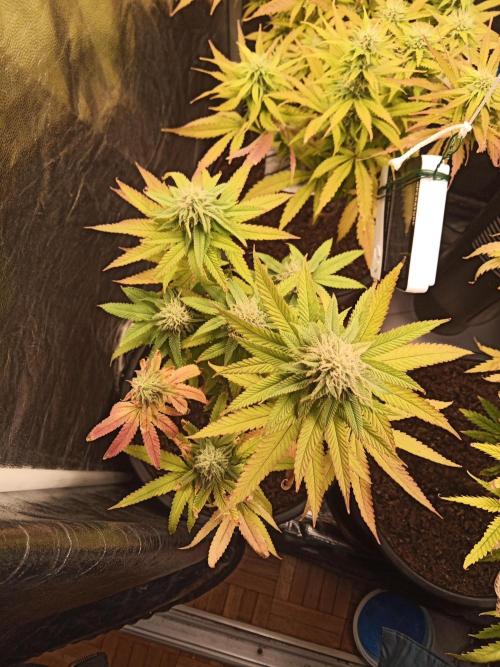 Shuga seed + Blimburn seed. Week 11 - Kyoto day 2