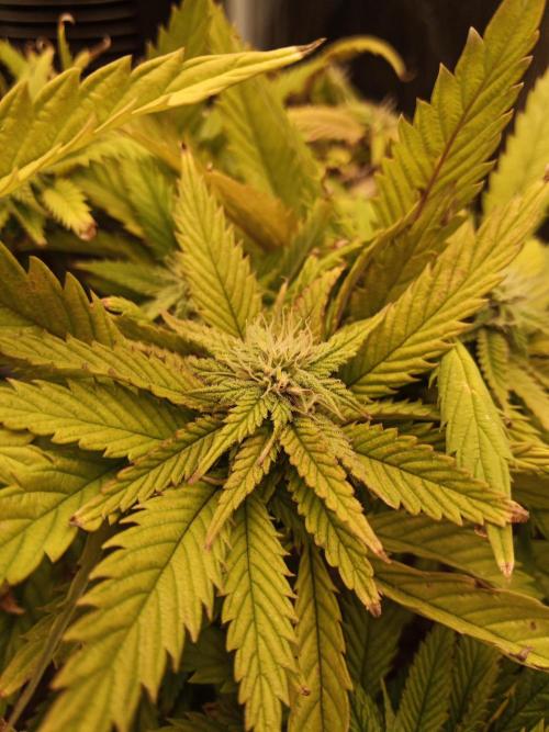 Shuga seed + Blimburn seed. Week 11 - Raver waifu day 2